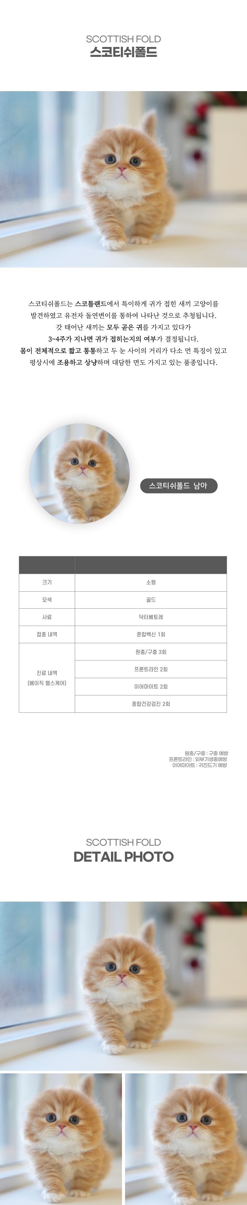 스코티쉬폴드_상세이미지_2